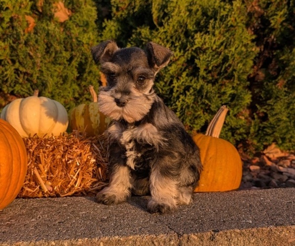 Medium Photo #7 Schnauzer (Miniature) Puppy For Sale in GOSHEN, IN, USA