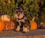 Small #6 Schnauzer (Miniature)