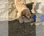 Small Goldendoodle