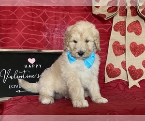 Goldendoodle Puppy for sale in LANCASTER, PA, USA