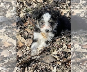 Aussie-Poo-Aussiedoodle Miniature  Mix Puppy for sale in INDEPENDENCE, MO, USA
