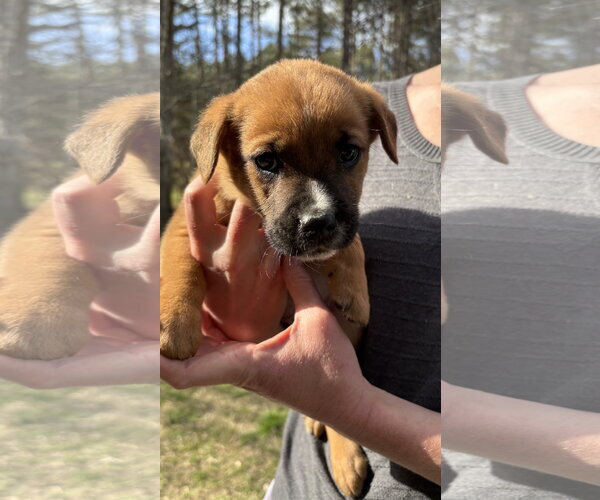 Medium Photo #3 German Shepherd Dog-Unknown Mix Puppy For Sale in Holly Springs, NC, USA