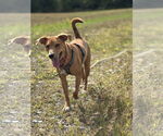 Small #9 Australian Shepherd-Feist Terrier Mix