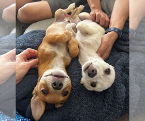 Chihuahua-Unknown Mix Dogs for adoption in Dana Point, CA, USA