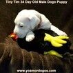 Small Photo #99 Dogo Argentino Puppy For Sale in JANE, MO, USA