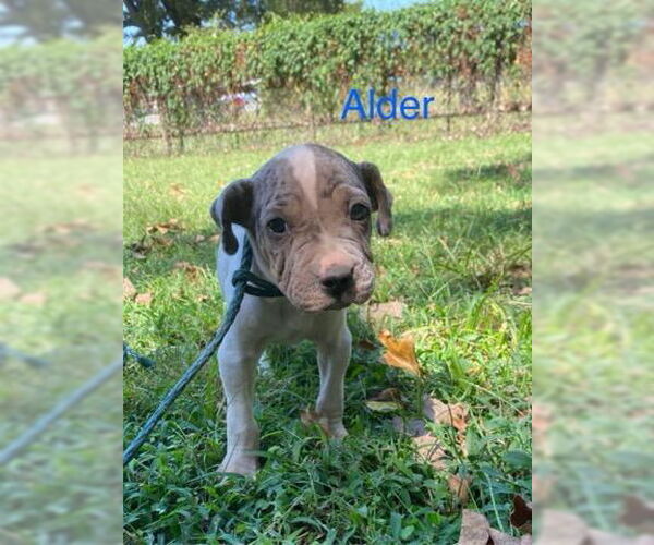 Medium Photo #4 Chinese Shar-Pei-Unknown Mix Puppy For Sale in Wakefield, RI, USA