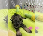 Puppy Puppy 4 Schnauzer (Miniature)