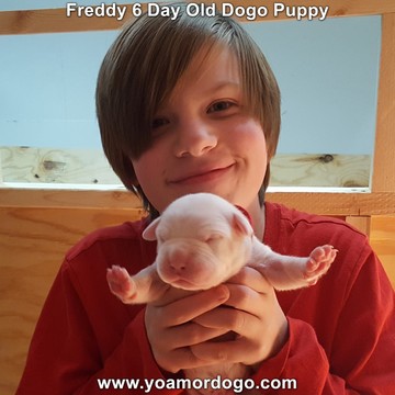 Medium Photo #12 Dogo Argentino Puppy For Sale in JANE, MO, USA