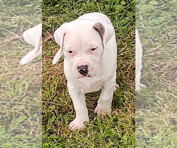 Medium Photo #1 American Bandogge Puppy For Sale in TOMBALL, TX, USA