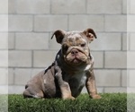 Small #1 English Bulldog
