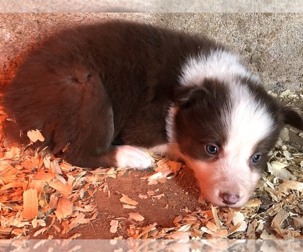 Medium Photo #10 Border Collie Puppy For Sale in LEXINGTON, VA, USA