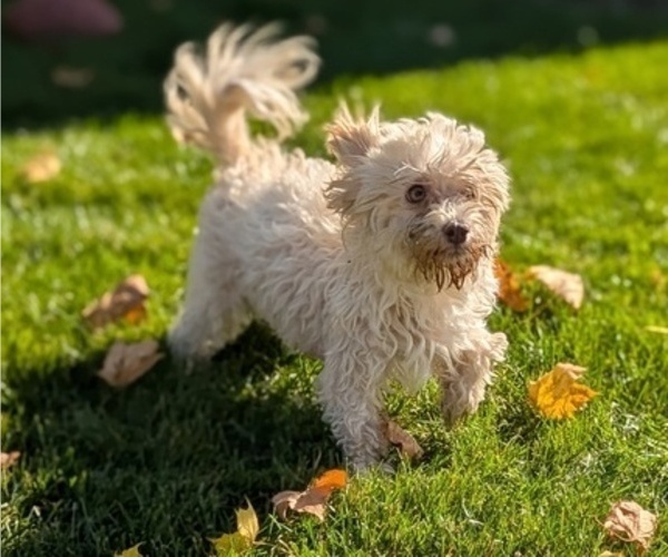 Medium Photo #15 Havanese Puppy For Sale in GOSHEN, IN, USA