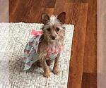 Small #20 Border Terrier Mix