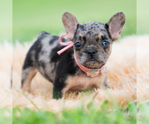 Medium French Bulldog