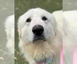 Small #2 Great Pyrenees