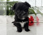 Small #1 Morkie