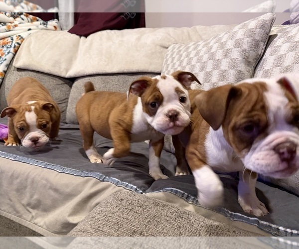 Medium Photo #3 Olde English Bulldogge Puppy For Sale in HAMMOND, IN, USA
