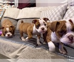Junior - Male Olde English Bulldogge Puppy for Sale - Photo #3