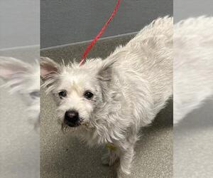 Mutt Dogs for adoption in Las Vegas, NV, USA