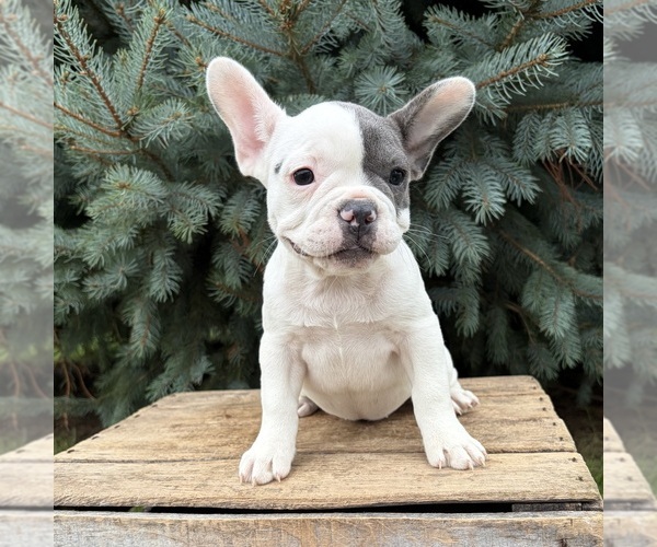 Medium Photo #3 French Bulldog Puppy For Sale in MIDDLEBURY, IN, USA