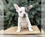 Layla - Female French Bulldog Puppy for Sale - Photo #3