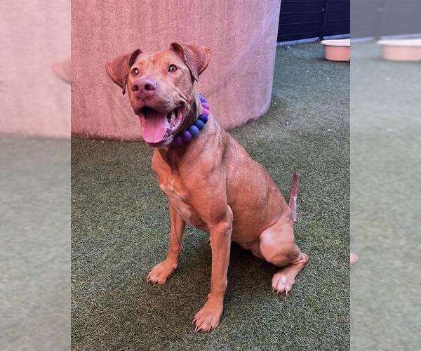 Medium Photo #1 Great Dane-Vizsla Mix Puppy For Sale in San Francisco, CA, USA