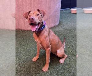 Great Dane-Vizsla Mix Dogs for adoption in San Francisco, CA, USA