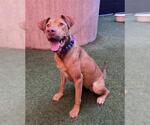 CATALINA - Female Great Dane-Vizsla Mix Dog for Adoption - Small photo
