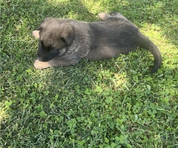 Medium Photo #1 Belgian Malinois Puppy For Sale in LINCOLNTON, NC, USA