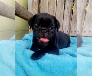 Pug Puppy for sale in SILVER SPRINGS, FL, USA