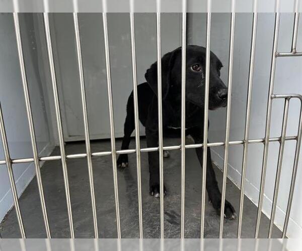 Medium Photo #1 Labrador Retriever Puppy For Sale in Modesto, CA, USA