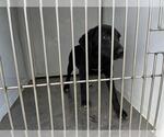 Small Labrador Retriever