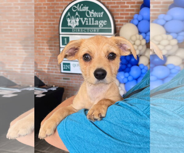 Medium Photo #2 Mutt Puppy For Sale in Cliffwood, NJ, USA
