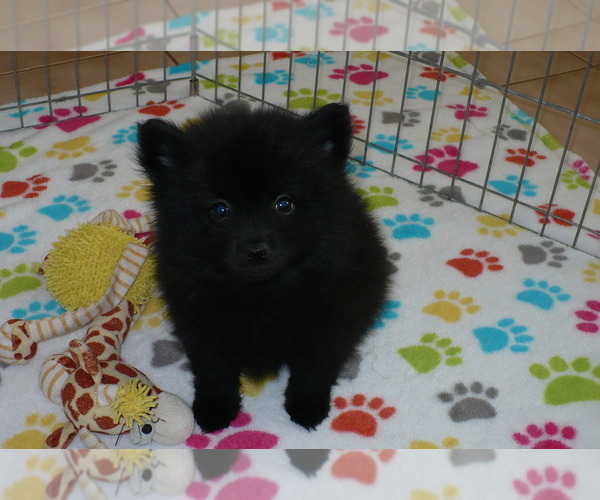 Medium Photo #5 Pomeranian Puppy For Sale in ORO VALLEY, AZ, USA