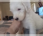 Puppy Goro Sheepadoodle