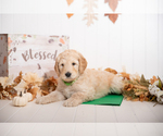 Small Photo #12 Goldendoodle Puppy For Sale in CENTENNIAL, CO, USA