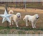 Small #8 Great Pyrenees