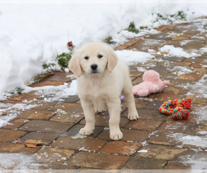 English Cream Golden Retriever Puppy for sale in SYRACUSE, IN, USA