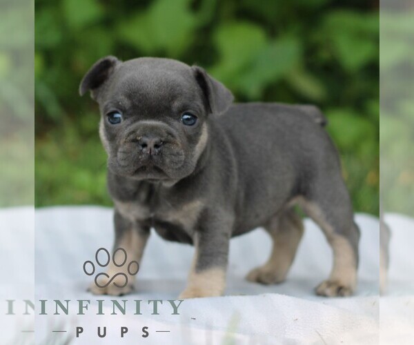 Medium Photo #4 French Bulldog Puppy For Sale in EAST EARL, PA, USA