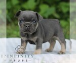 Small #3 French Bulldog
