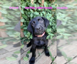 Labrador Retriever Puppy for sale in SAINT CHARLES, IA, USA