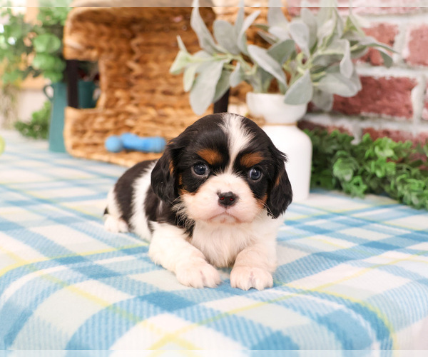 Medium Photo #2 Cavalier King Charles Spaniel Puppy For Sale in SYRACUSE, IN, USA
