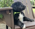 Small Photo #30 Gollie Puppy For Sale in SANTA ROSA BEACH, FL, USA