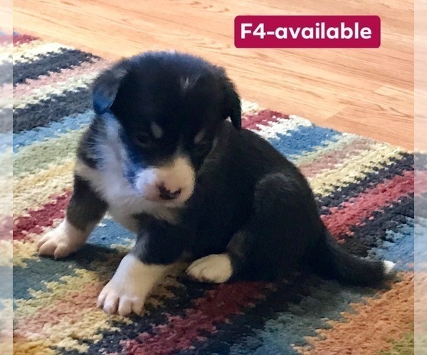 Medium Photo #11 Cowboy Corgi Puppy For Sale in SUMMERVILLE, GA, USA
