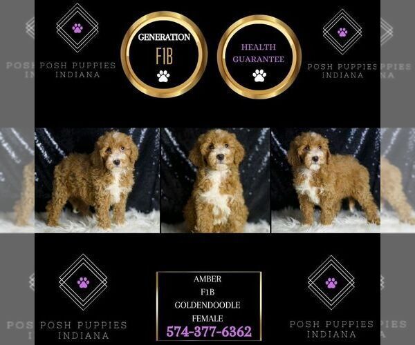 Medium Photo #108 Goldendoodle (Miniature) Puppy For Sale in WARSAW, IN, USA