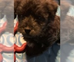 Small Photo #6 Poodle (Toy)-Shorkie Tzu Mix Puppy For Sale in LAKE GEORGE, NY, USA