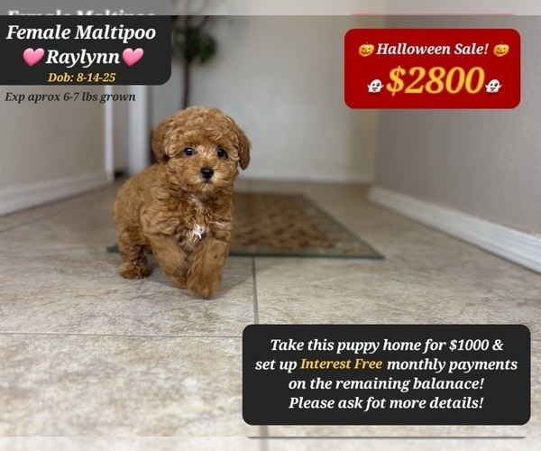 Medium Photo #1 Maltipoo Puppy For Sale in TUCSON, AZ, USA