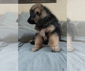 German Shepherd Dog-Great Pyrenees Mix Puppy for sale in YUCCA VALLEY, CA, USA