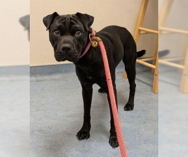 Medium Photo #2 Chinese Shar-Pei-Labrador Retriever Mix Puppy For Sale in Ventura, CA, USA
