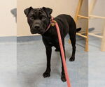 Small #1 Chinese Shar-Pei-Labrador Retriever Mix